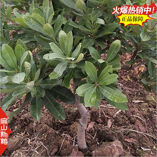 防城港5公分楊梅苗
