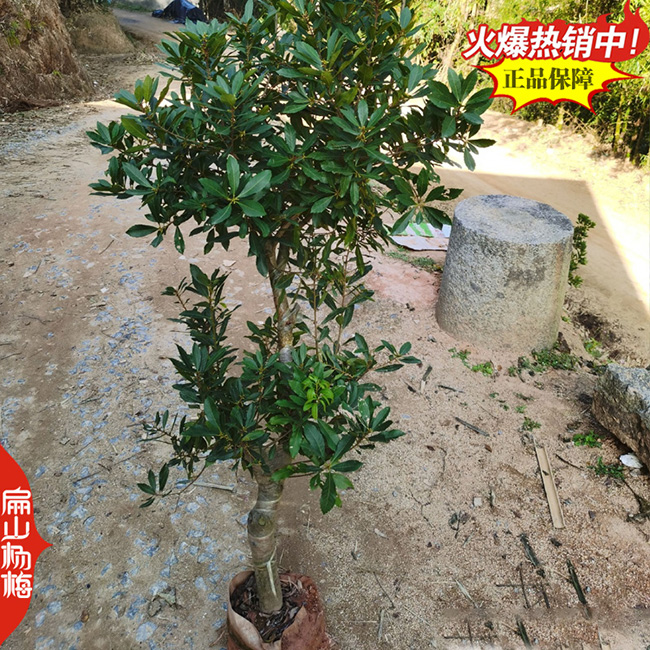 遵義東魁楊梅參數(shù)