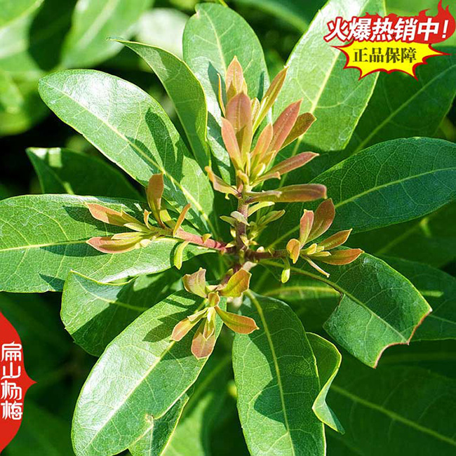 楊梅種植前景