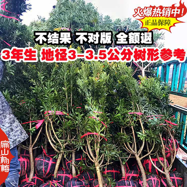 水晶楊梅種植前景