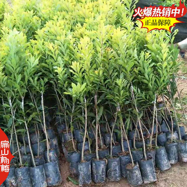 貴州嫁接楊梅小杯苗