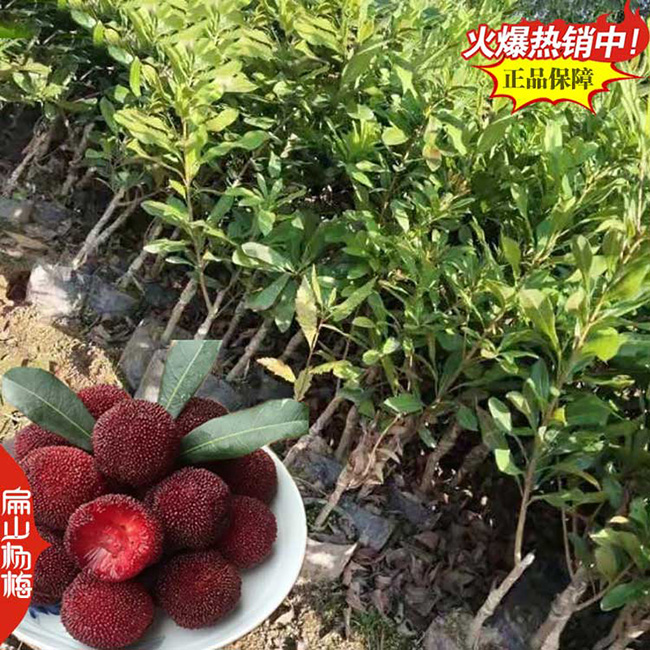 楊梅公司 南寧水晶烏酥梅東魁二都楊梅苗 地徑3-5CM 高80CM