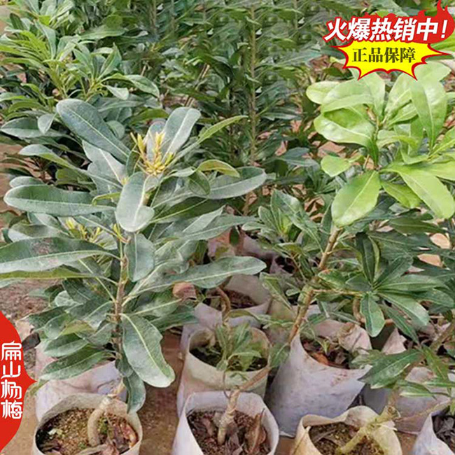 廣西玉林小東魁楊梅杯苗批發(fā) 水晶地徑2-3CM 烏梅高100公分