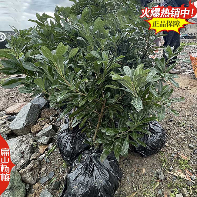 新津楊梅種植