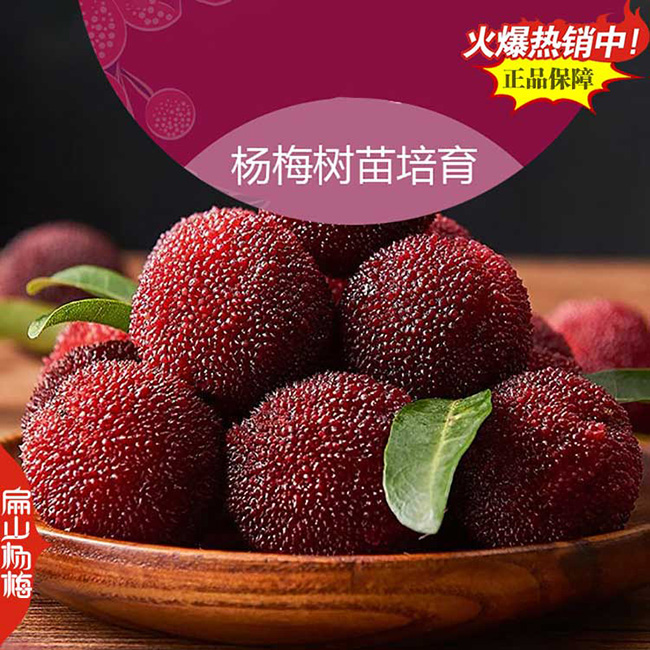 都江堰白楊梅苗批發(fā)