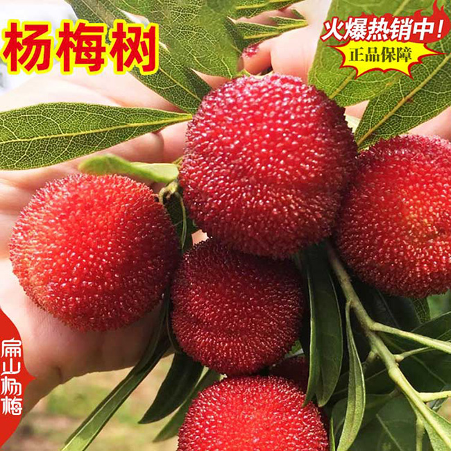 北海楊梅批發(fā)