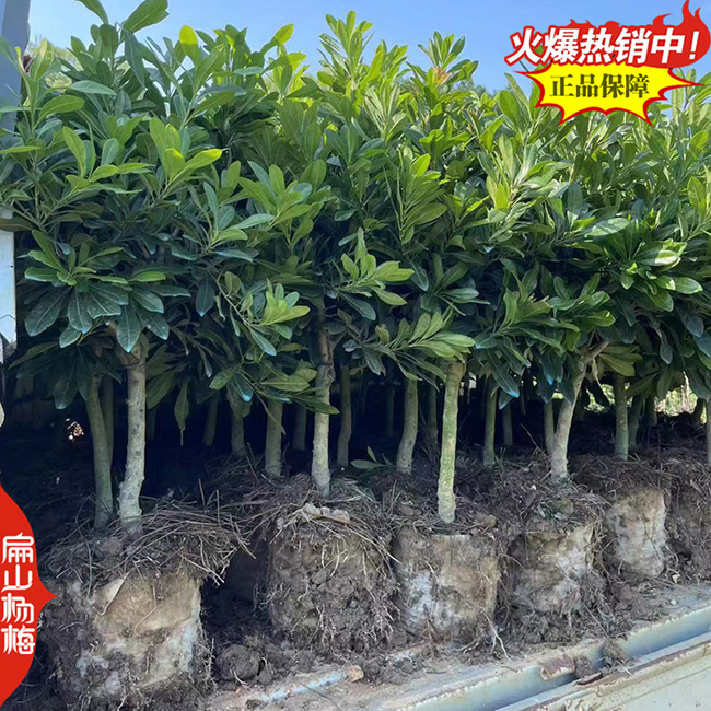 晚稻楊梅苗