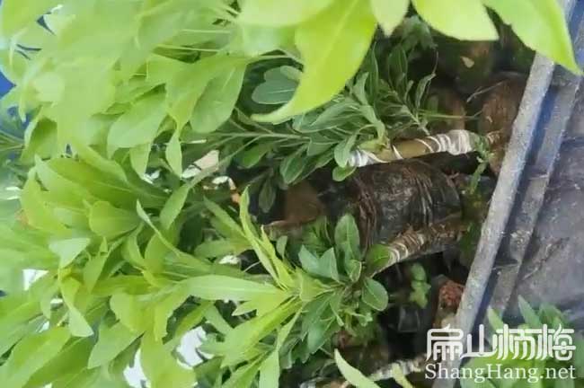 新余楊梅小杯苗批發(fā)