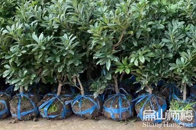雞蛋大楊梅 河源東魁楊梅苗批發(fā) 河源大黑炭種苗價格8.9/珠