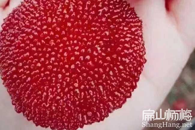 荸薺 潮州楊梅苗種植基地專(zhuān)業(yè)批發(fā)大黑炭仙居楊梅苗6元/顆