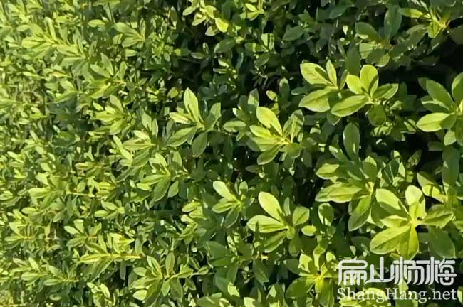 河北東魁楊梅苗培育 河北東魁楊梅苗培育