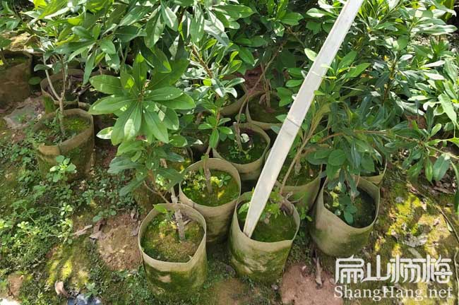 河北地徑1公分水晶楊梅杯苗 河北地徑1公分水晶楊梅杯苗