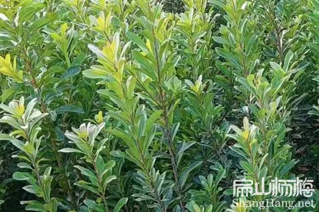 河北楊梅種植 河北楊梅種植