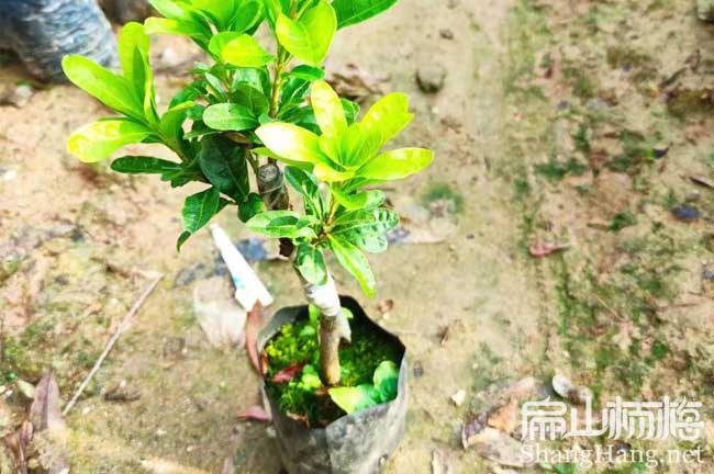 廊坊水晶楊梅小杯苗