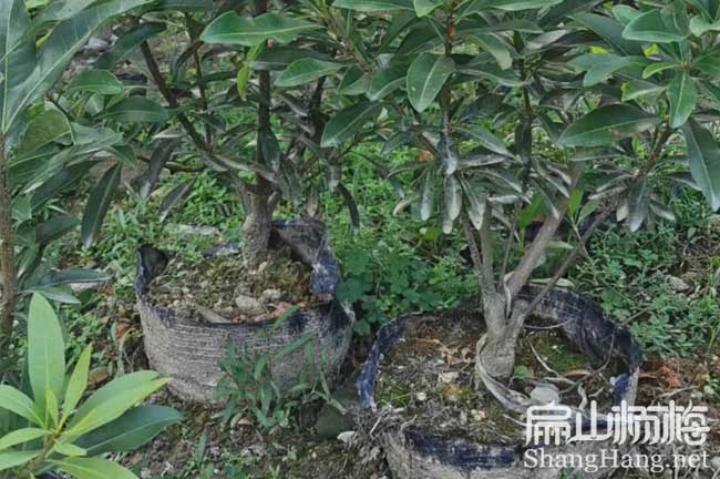 果洛楊梅批發(fā)