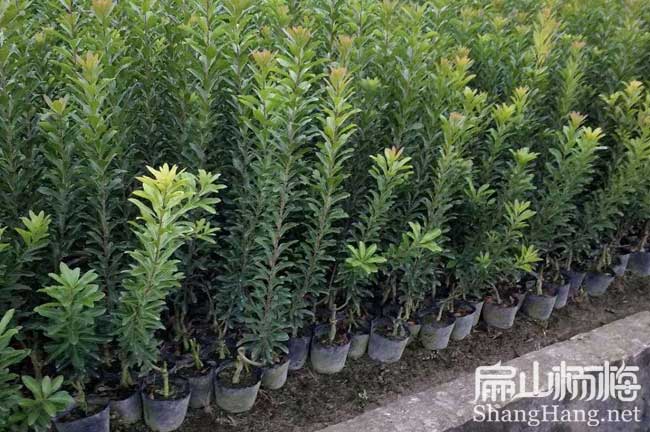 安康水晶楊梅中杯苗批發(fā)