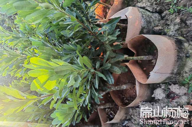 延安水晶楊梅中杯苗批發(fā)