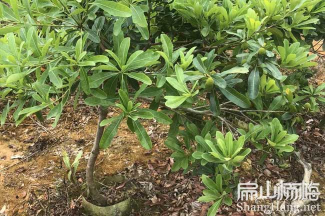 鎮(zhèn)江地徑2公分水晶楊梅苗