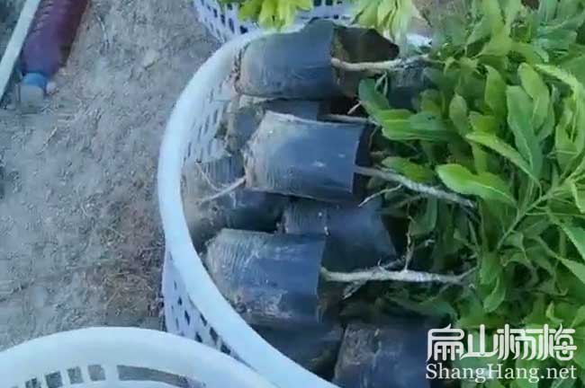 杭州楊梅小杯苗培育