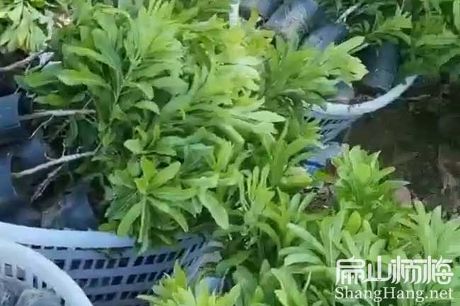 麗水1年水晶楊梅苗批發(fā)