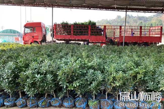 15號湘潭楊梅苗 X湘潭荸薺東魁白楊梅樹小杯苗 批發(fā)價8元/珠