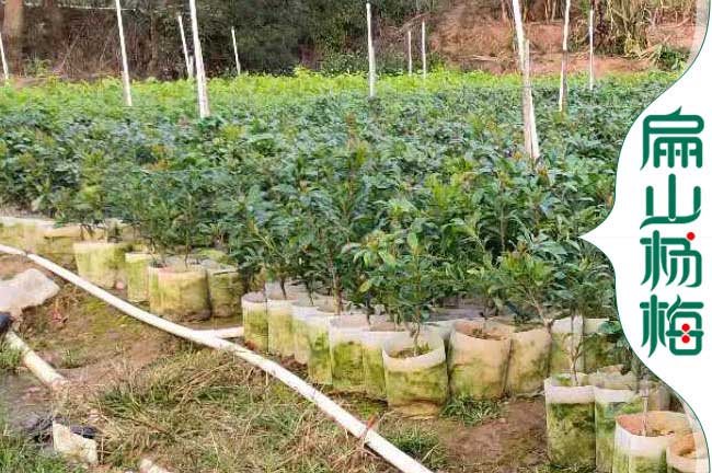 吉首楊梅小杯苗批發(fā) 吉首楊梅小杯苗批發(fā)