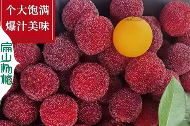 臨高楊梅回收 臨高楊梅回收