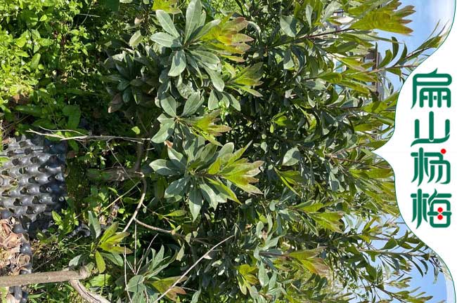 三明油茶苗培育