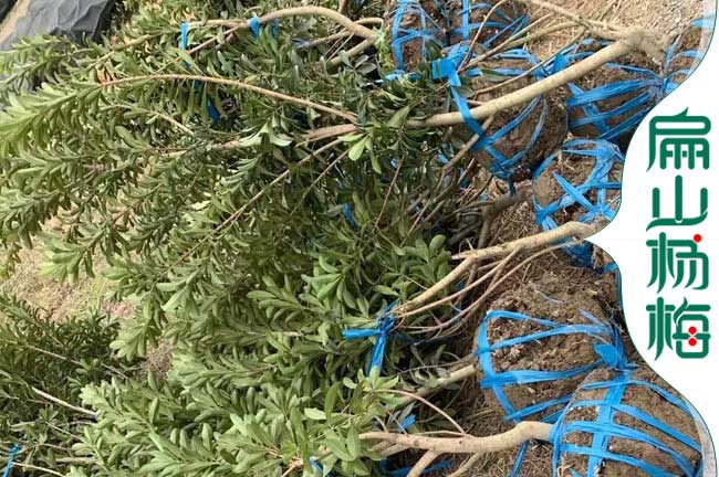 荊門地徑5公分楊梅苗批發(fā)