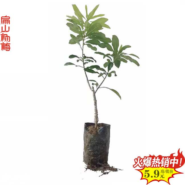 深圳楊梅大杯苗批發(fā)