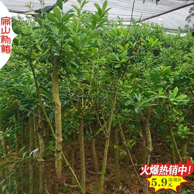 廣西高壓楊梅苗