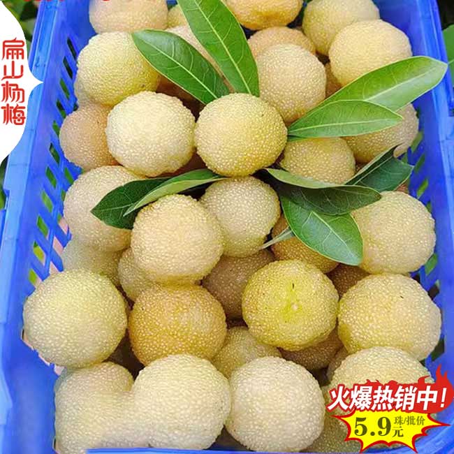 福建特大水晶楊梅果實(shí)