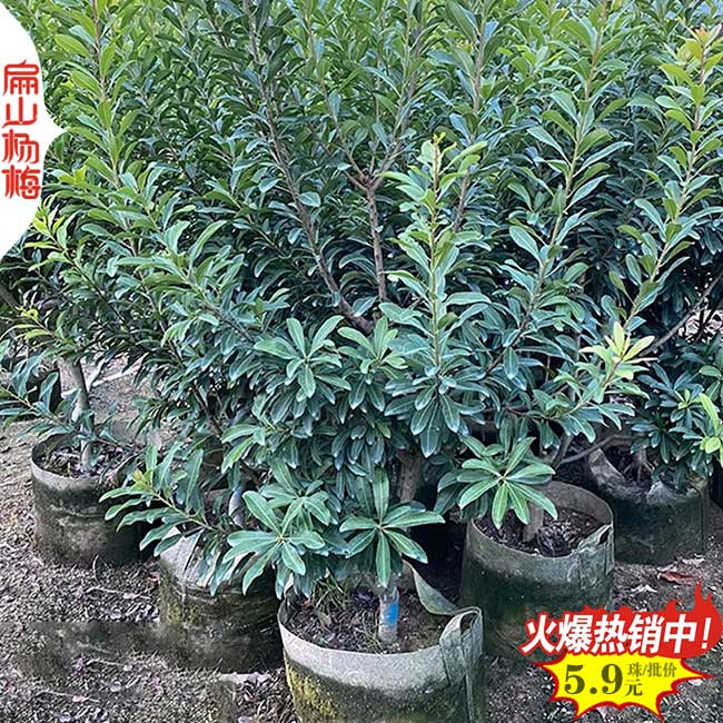 欽州矮化楊梅苗