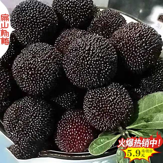 欽州矮化楊梅果