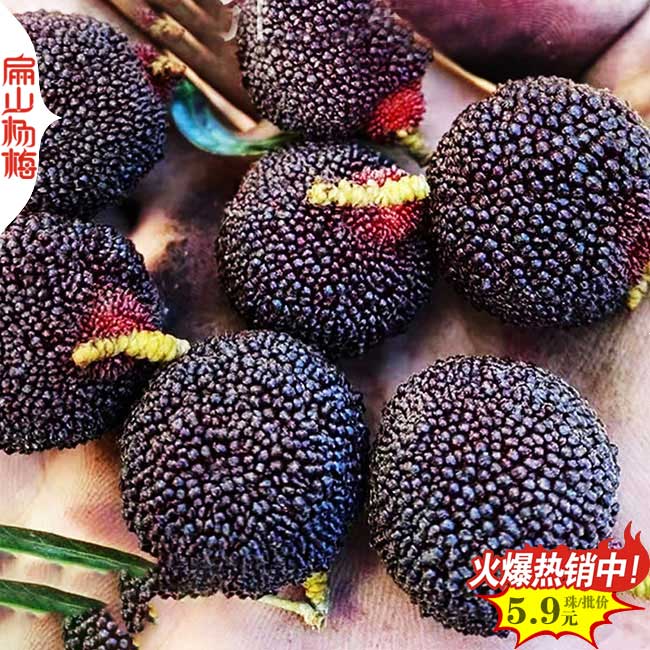 荸薺楊梅苗