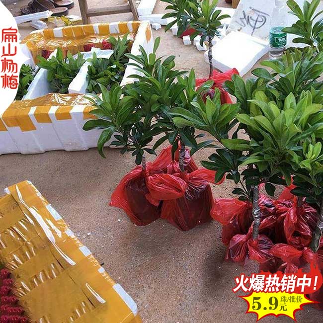漳州水晶楊梅小杯苗