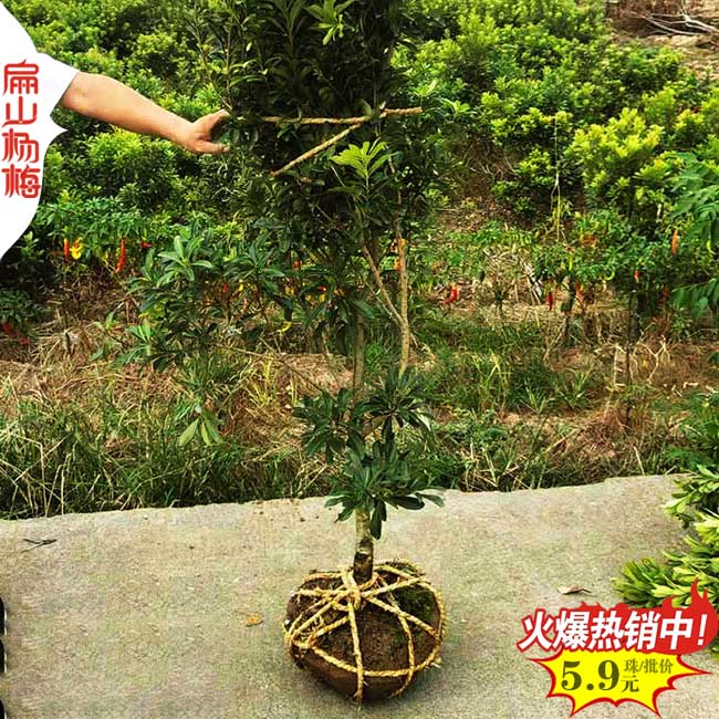 漳州地徑3CM東魁楊梅苗