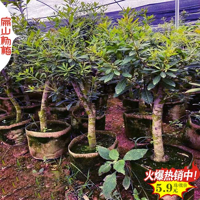 桂林高壓楊梅大杯苗