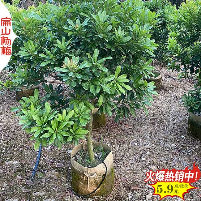 白水鎮(zhèn)東魁楊梅中杯苗