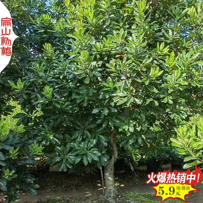 白沙楊梅大杯苗批發(fā) 白沙楊梅大杯苗批發(fā)