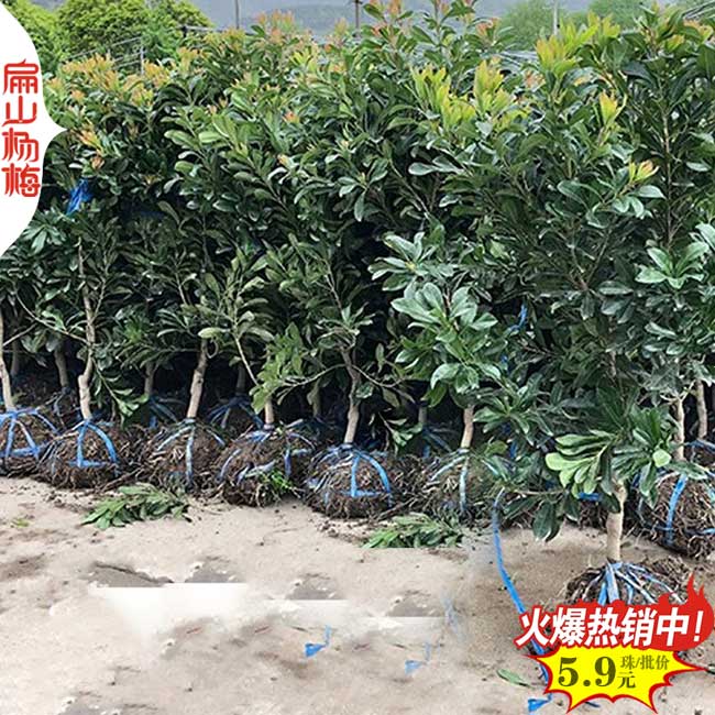 楊梅苗批發(fā)