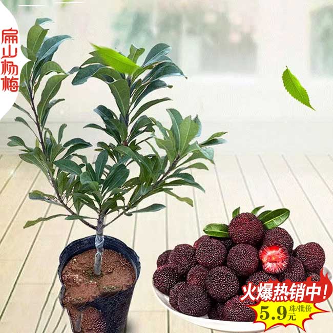 8個新楊梅樹苗好品種 遲熟7月永樹冠黑晶黑魁早熟浮宮2月1元