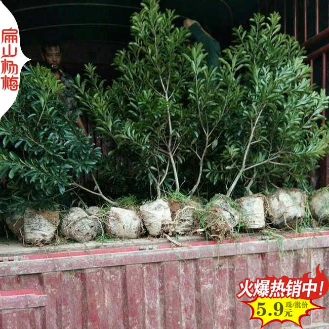 晚到楊梅中杯苗