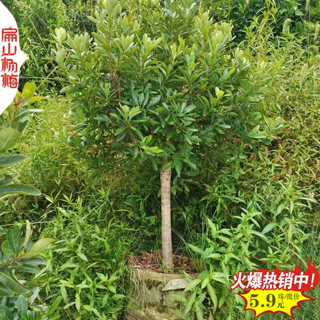 晚稻楊梅大杯苗