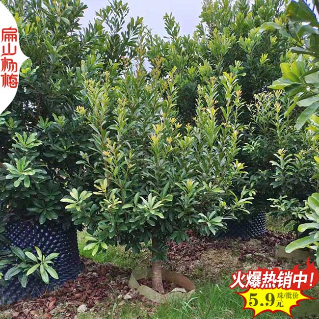 楚雄楊梅大杯苗批發(fā)