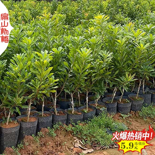 寧德矮化楊梅中杯苗