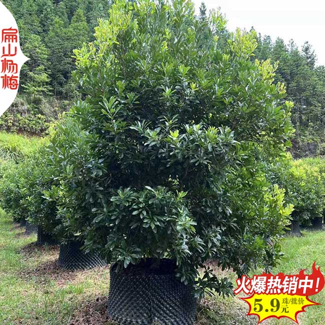漳州2025早熟晚熟東魁楊梅小杯苗批發(fā)價(jià)格與產(chǎn)地采購(gòu)指南