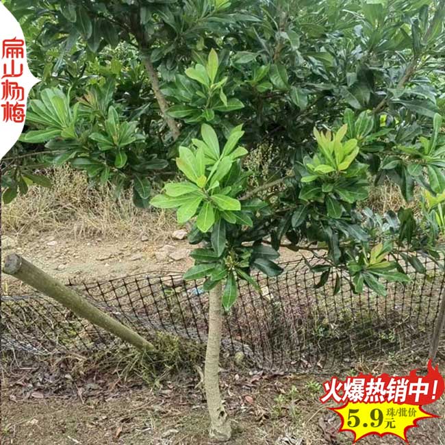 常州楊梅批發(fā)