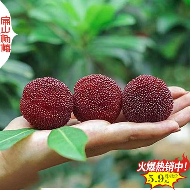 晚熟楊梅苗培育