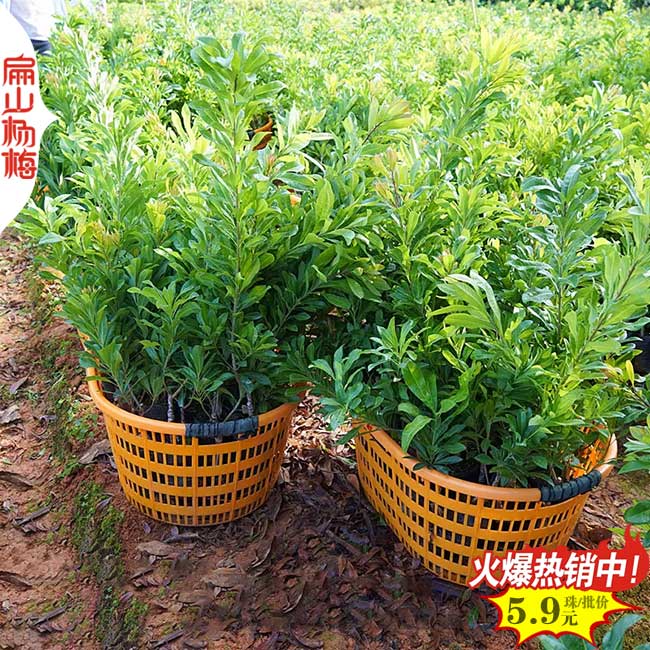金華荸薺楊梅小杯苗